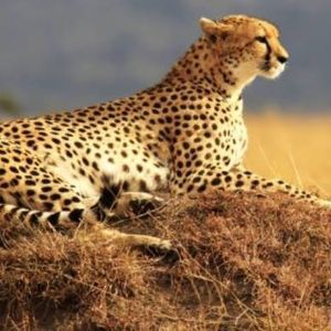 Meet your Posher, Whitney